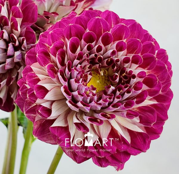 Dahlia Joshua