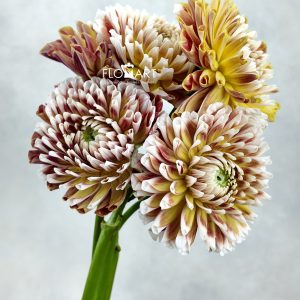 Dahlia Jowie