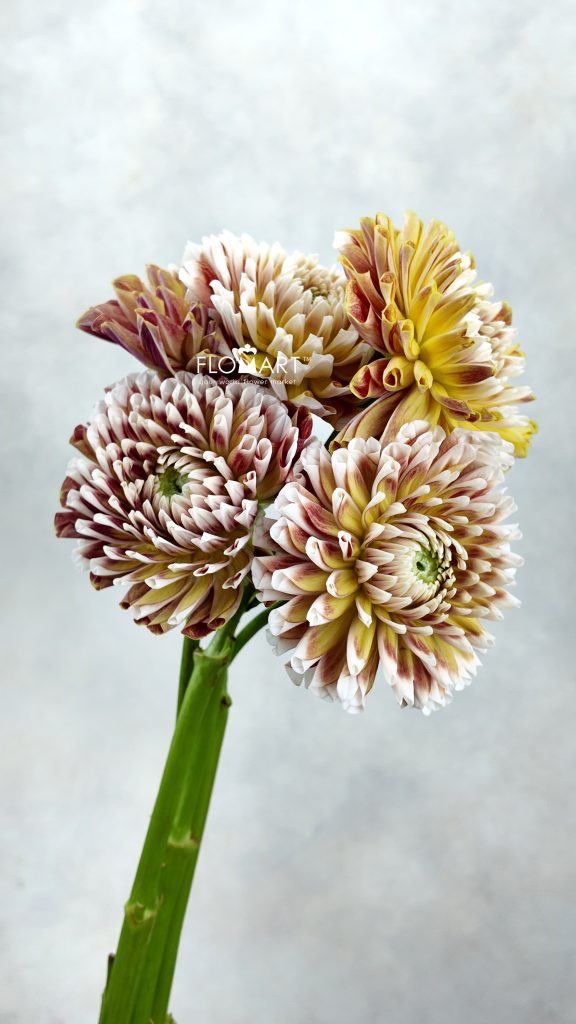Dahlia Jowie