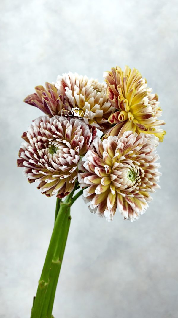 Dahlia Jowie Dahlia Jowie