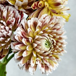 Dahlia Jowie - Image 2