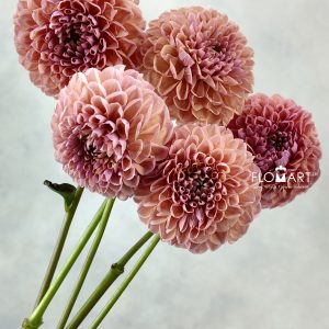 Dahlia Linda Baby