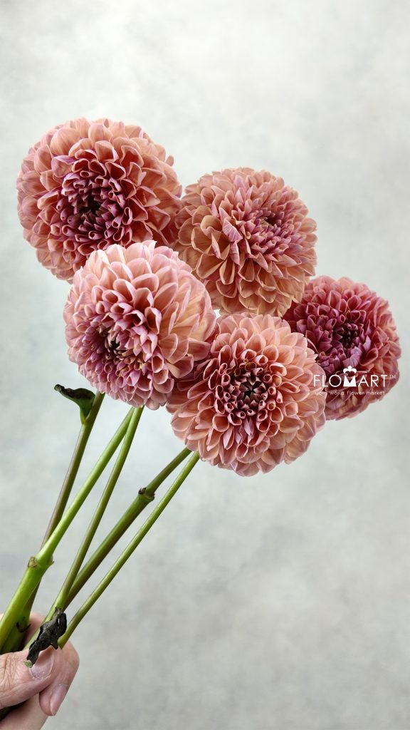 Dahlia Linda Baby