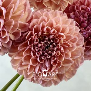 Dahlia Linda Baby - Image 2
