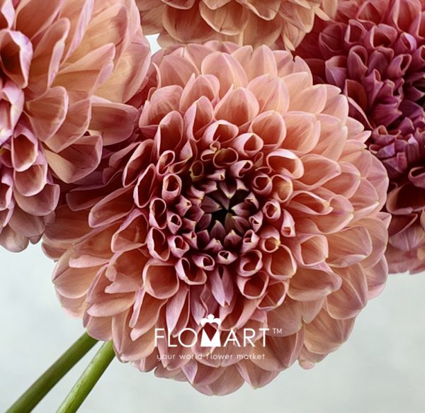 Dahlia Linda Baby