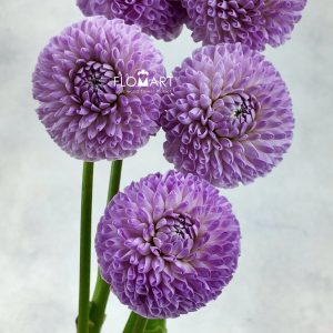 Dahlia Megan Dean