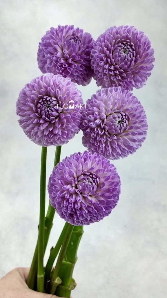 Dahlia Megan Dean