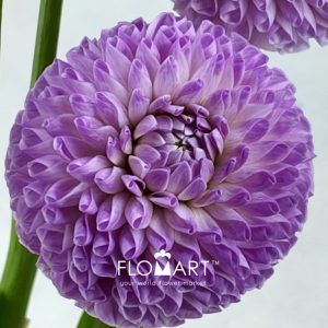 Dahlia Megan Dean - Image 2