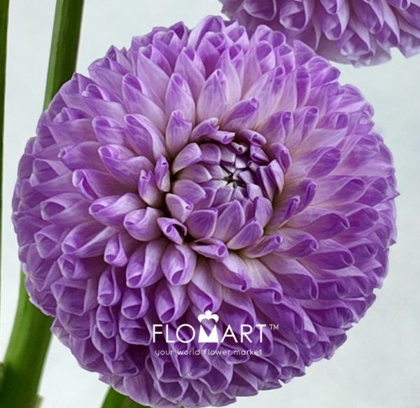 Dahlia Megan Dean