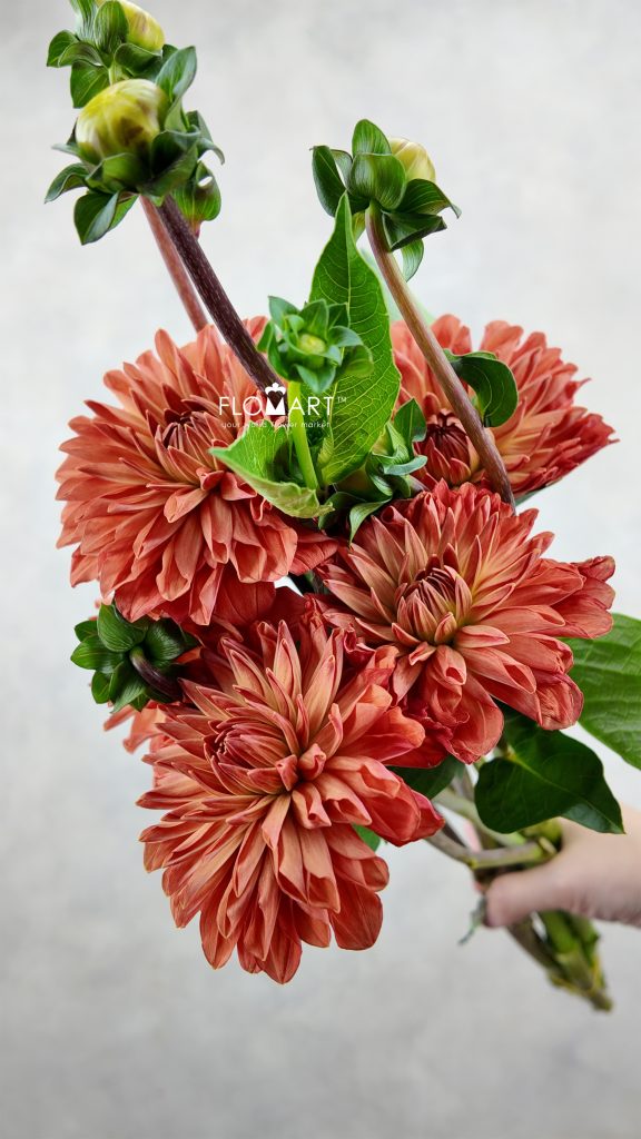 Dahlia Orange