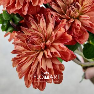 Dahlia Orange - Image 2
