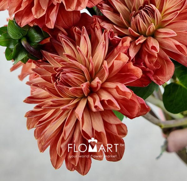 Dahlia Orange