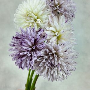 Dahlia Prince Varian