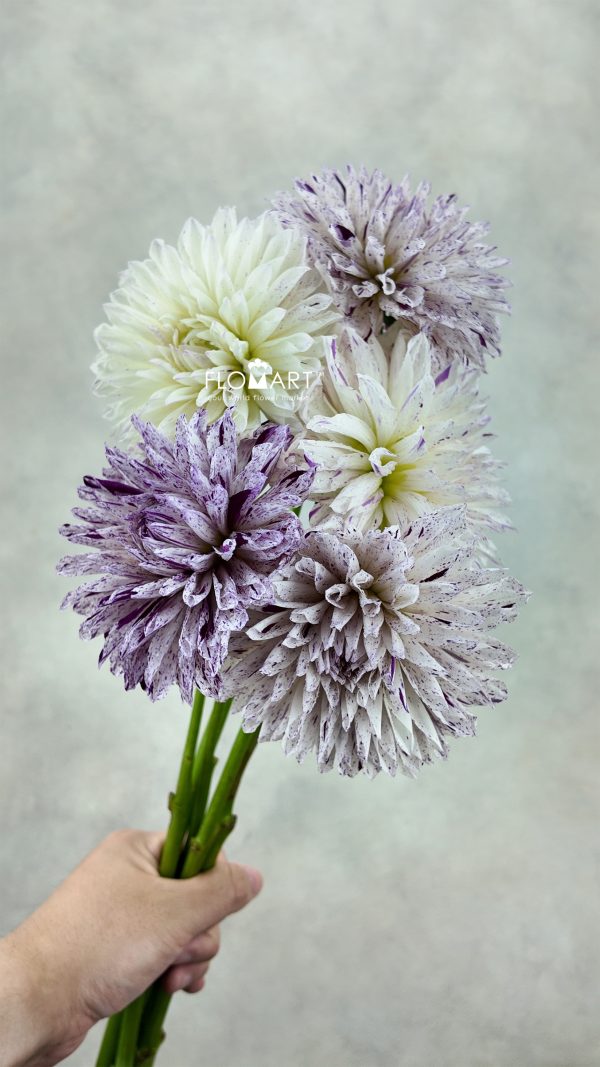 Dahlia Prince Varian