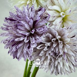 Dahlia Prince Varian - Image 2
