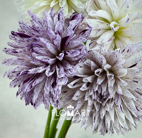 Dahlia Prince Varian