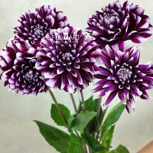 Dahlia Purple Star