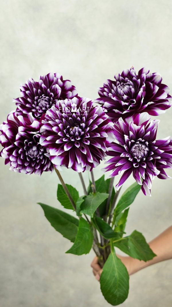 Dahlia Purple Star