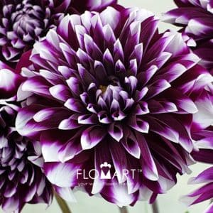 Dahlia Purple Star - Image 2