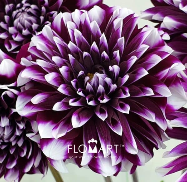 Dahlia Purple Star