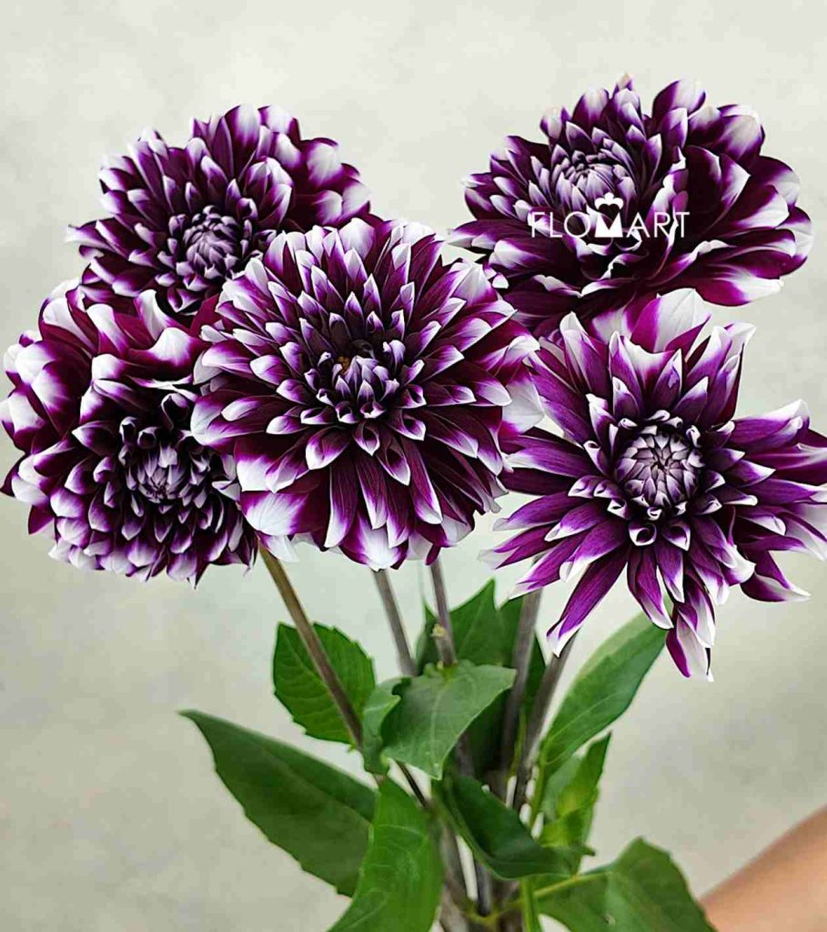 Dahlia Purple Star