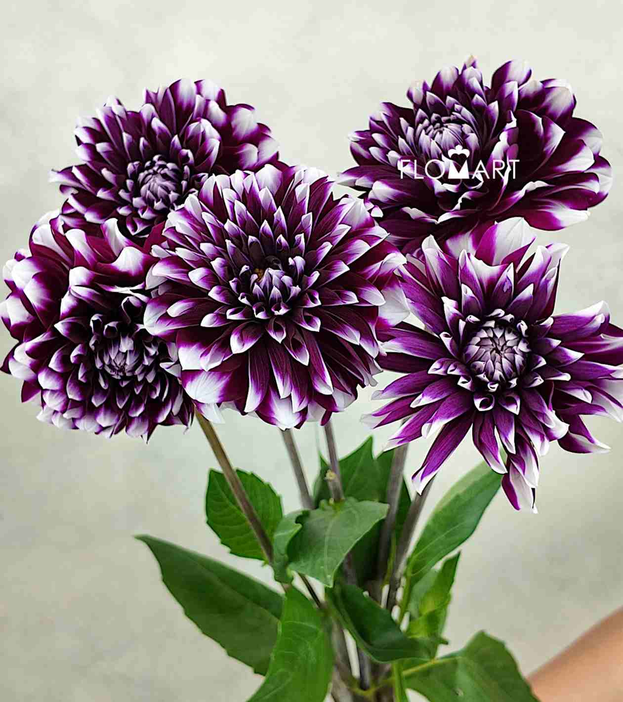 Dahlia Purple Star - Image 1