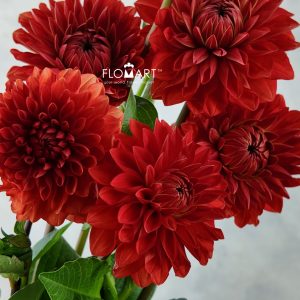 Dahlia Red