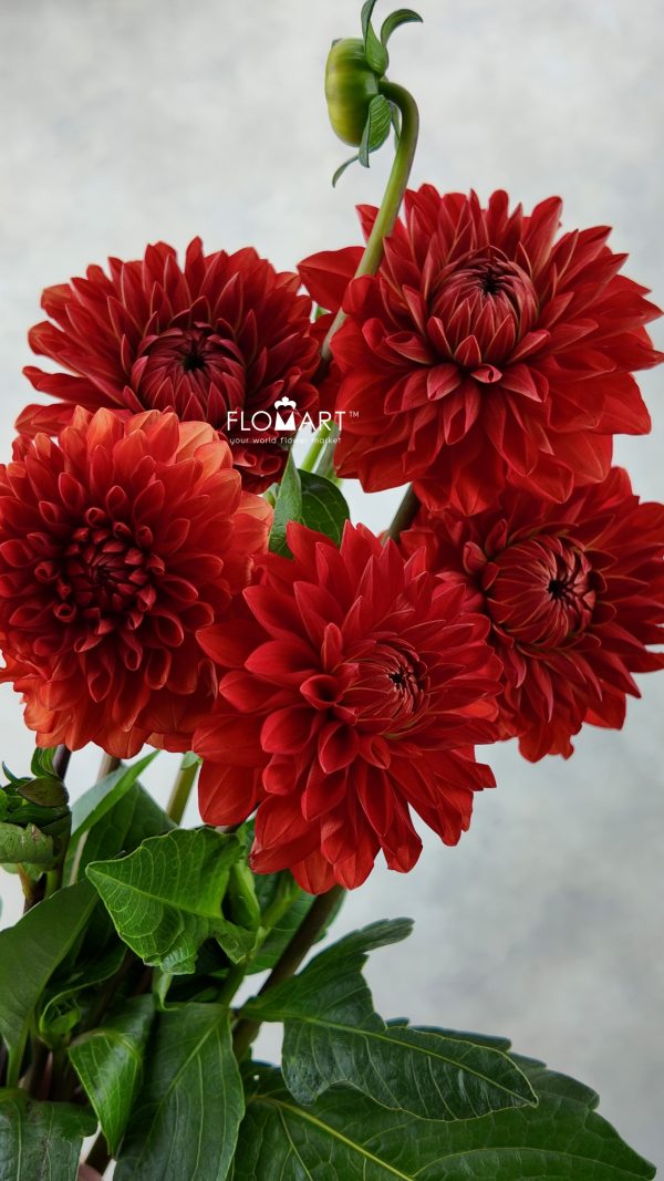 Dahlia Red Dahlia Red