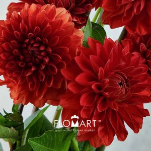 Dahlia Red - Image 2