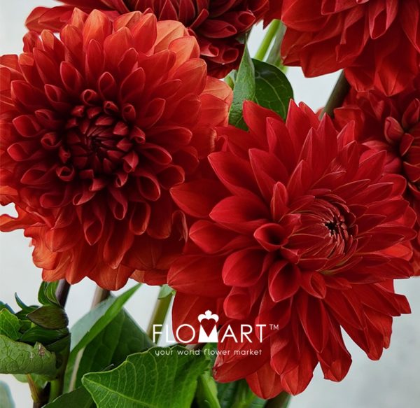 Dahlia Red