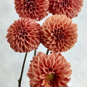 Dahlia Rosendale Peach