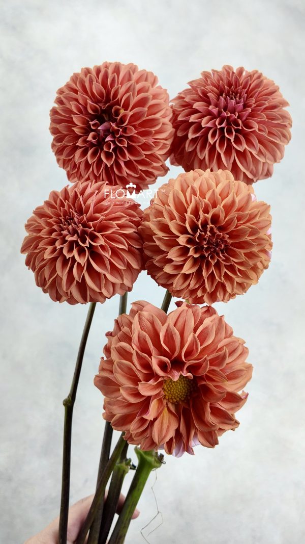 Dahlia Rosendale Peach