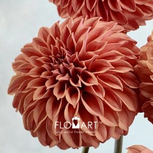 Dahlia Rosendale Peach - Image 2