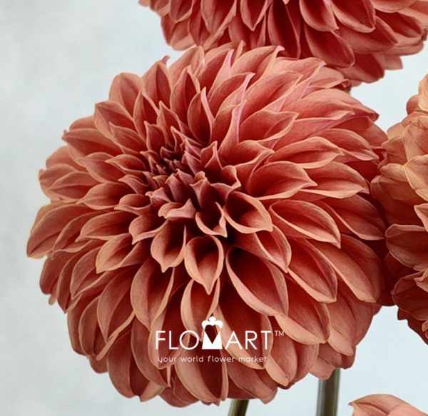 Dahlia Rosendale Peach