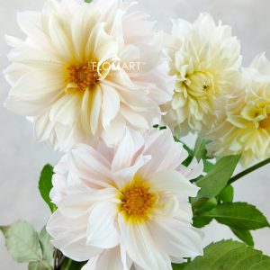 Dahlia Swan Lake