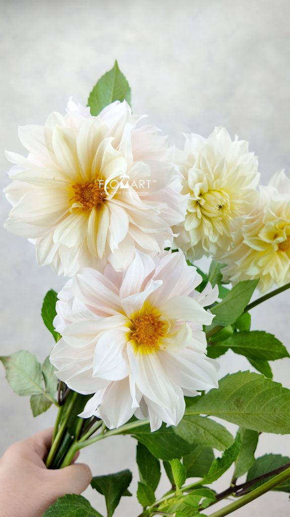 Dahlia Swan Lake