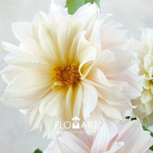 Dahlia Swan Lake - Image 2