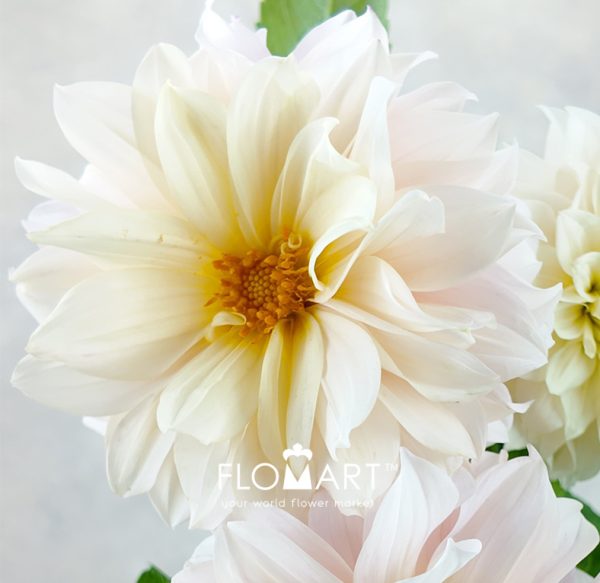 Dahlia Swan Lake