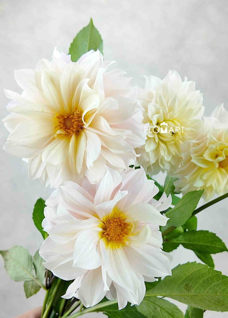 Dahlia Swan Lake