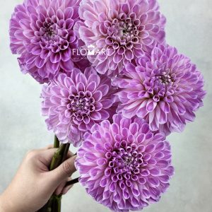 Dahlia Sweet Nathali
