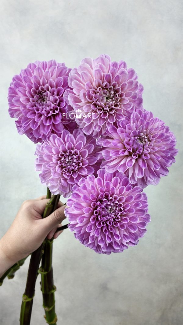 Dahlia Sweet Nathali Dahlia Sweet Nathali