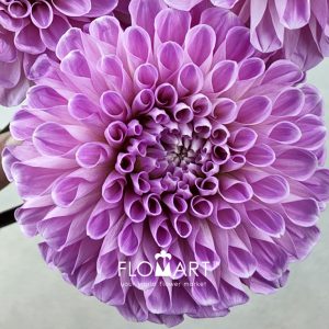 Dahlia Sweet Nathali - Image 2