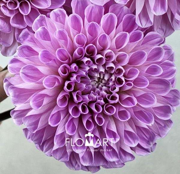 Dahlia Sweet Nathali