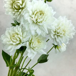 Dahlia White