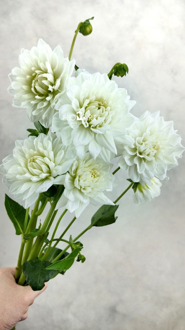 Dahlia White