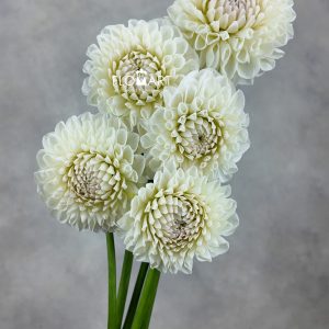 Dahlia White Peng Peng