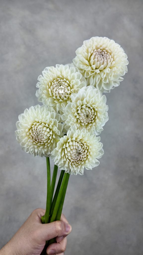 Dahlia White Peng Peng