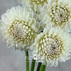 Dahlia White Peng Peng - Image 2