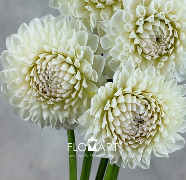 Dahlia White Peng Peng