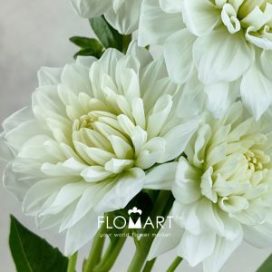 Dahlia White - Image 2